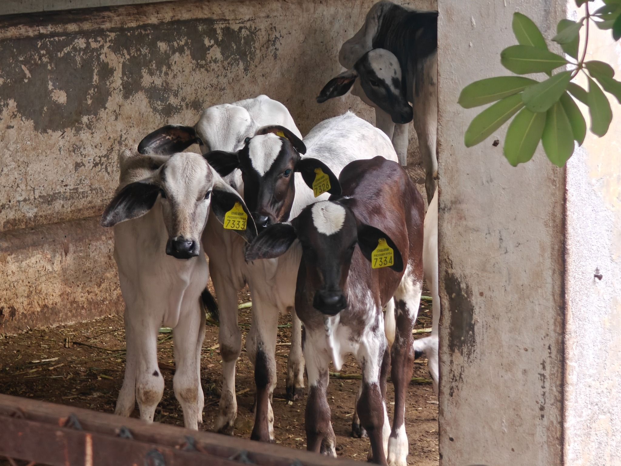 Livestock Farm MAFSU Subcentre Deoni Cattle and Calves Unit